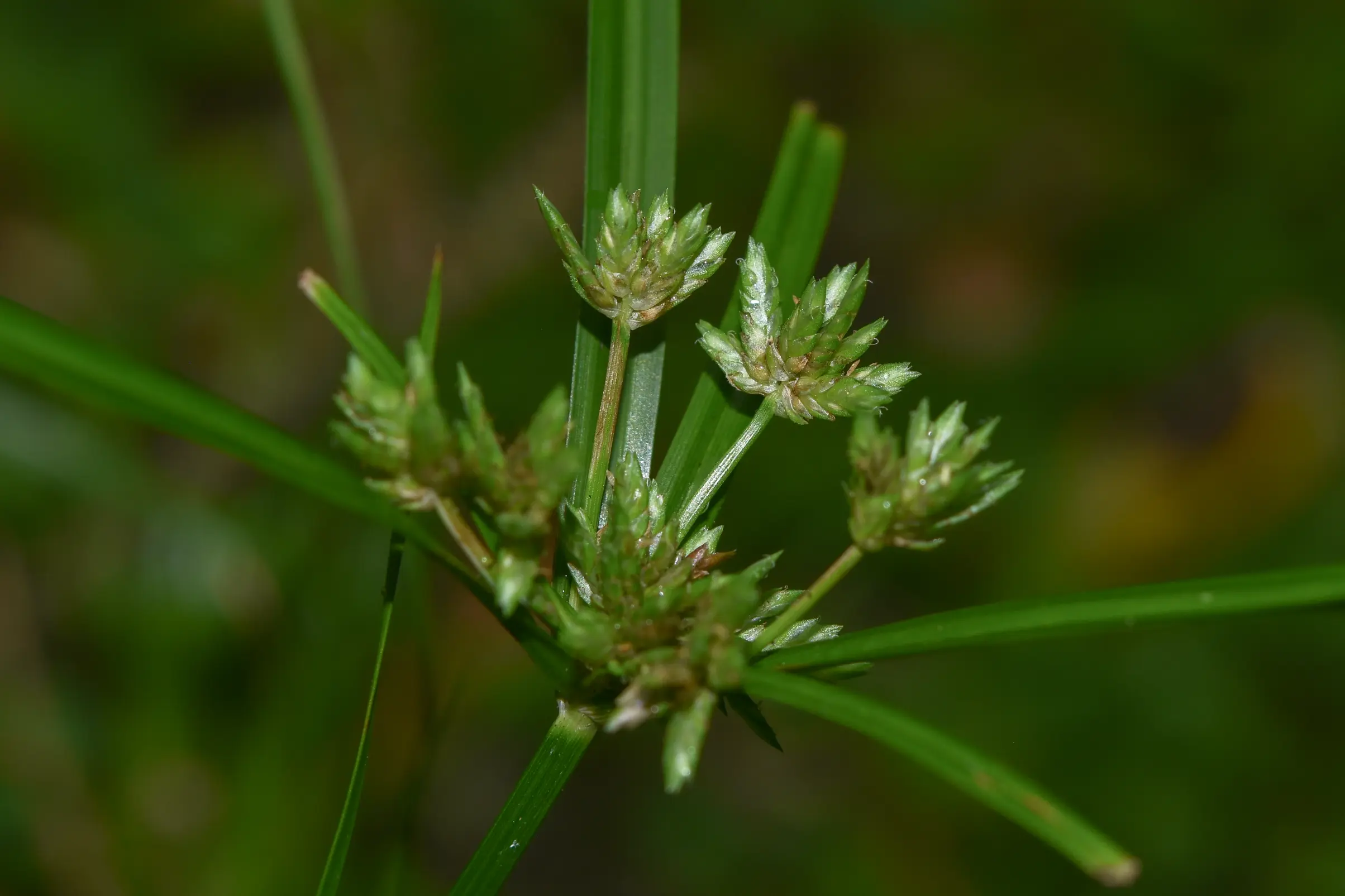 Cyperus felipponei Kük.