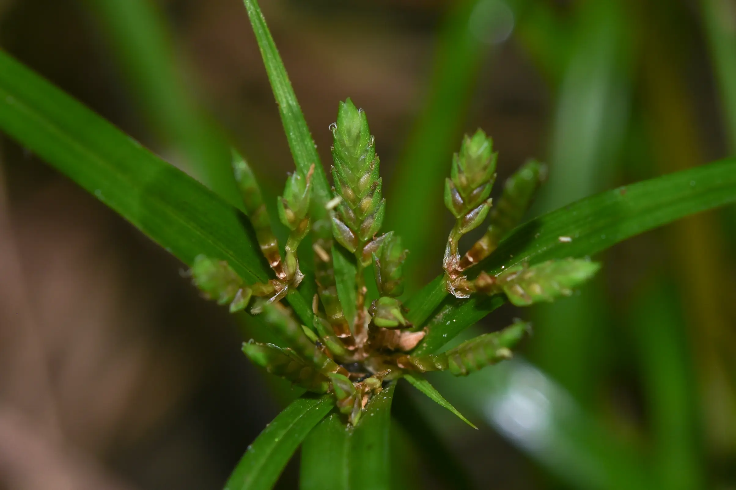 Cyperus felipponei Kük.