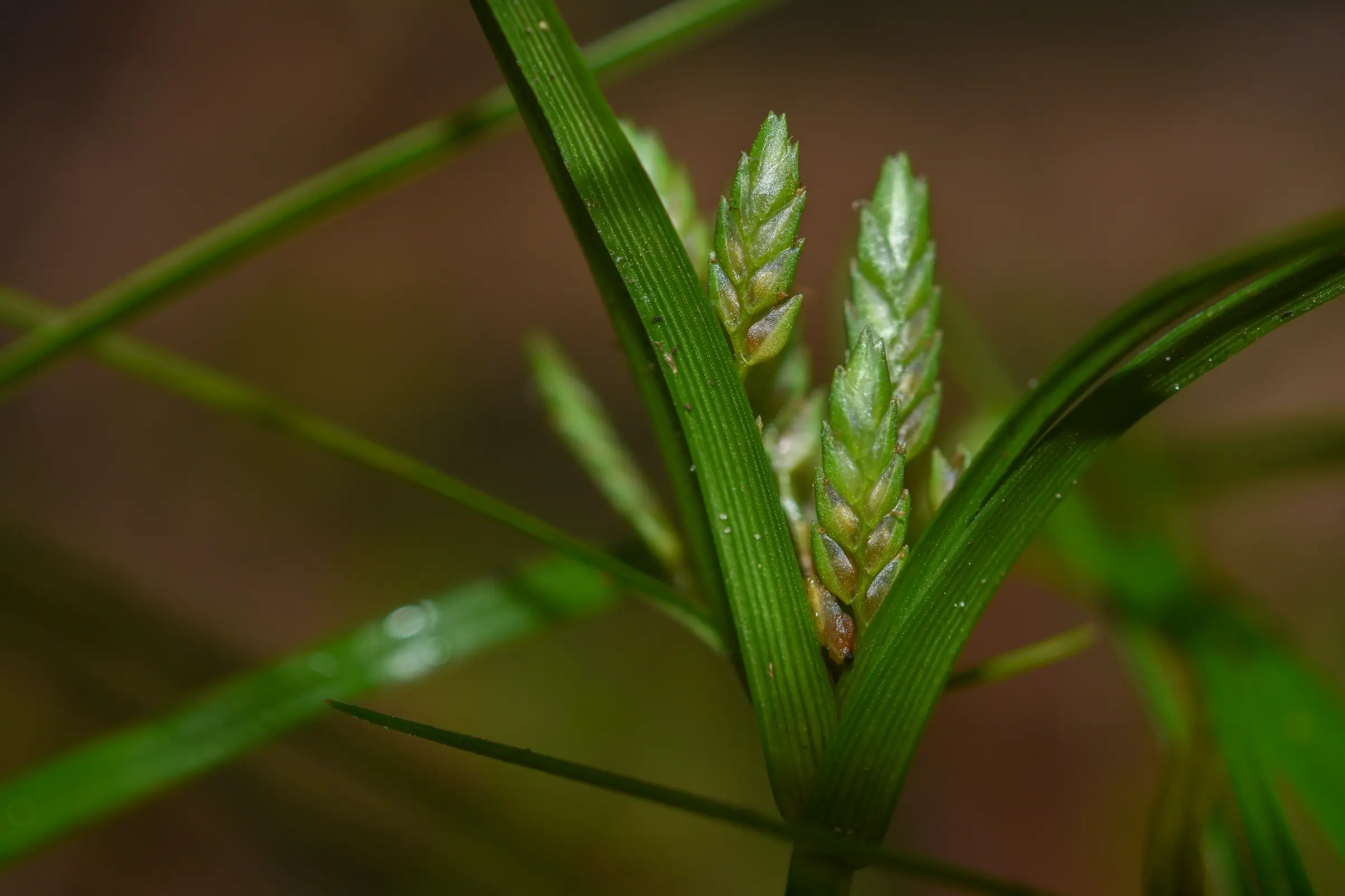 Cyperus felipponei Kük.