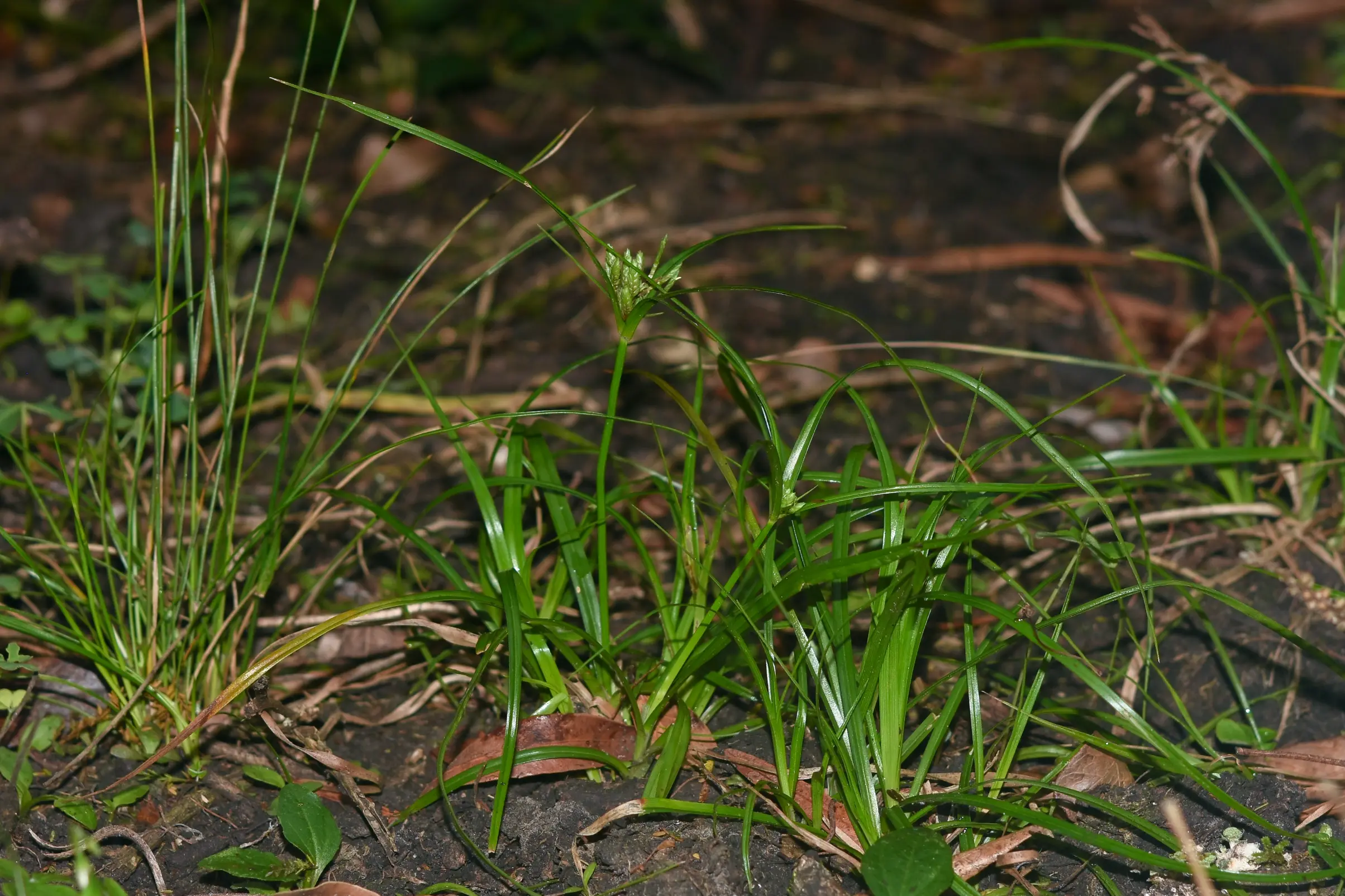 Cyperus felipponei Kük.