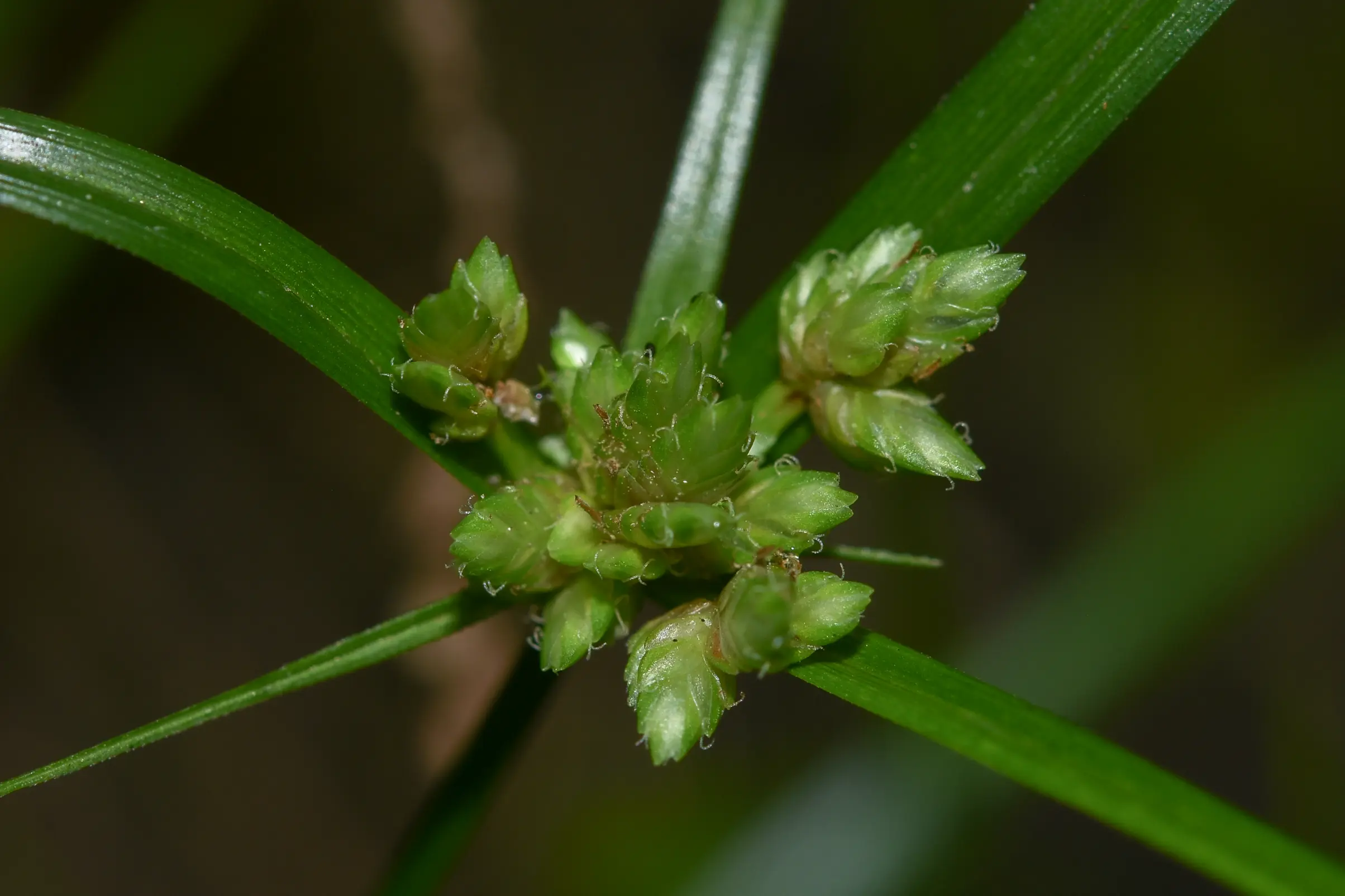 Cyperus felipponei Kük.