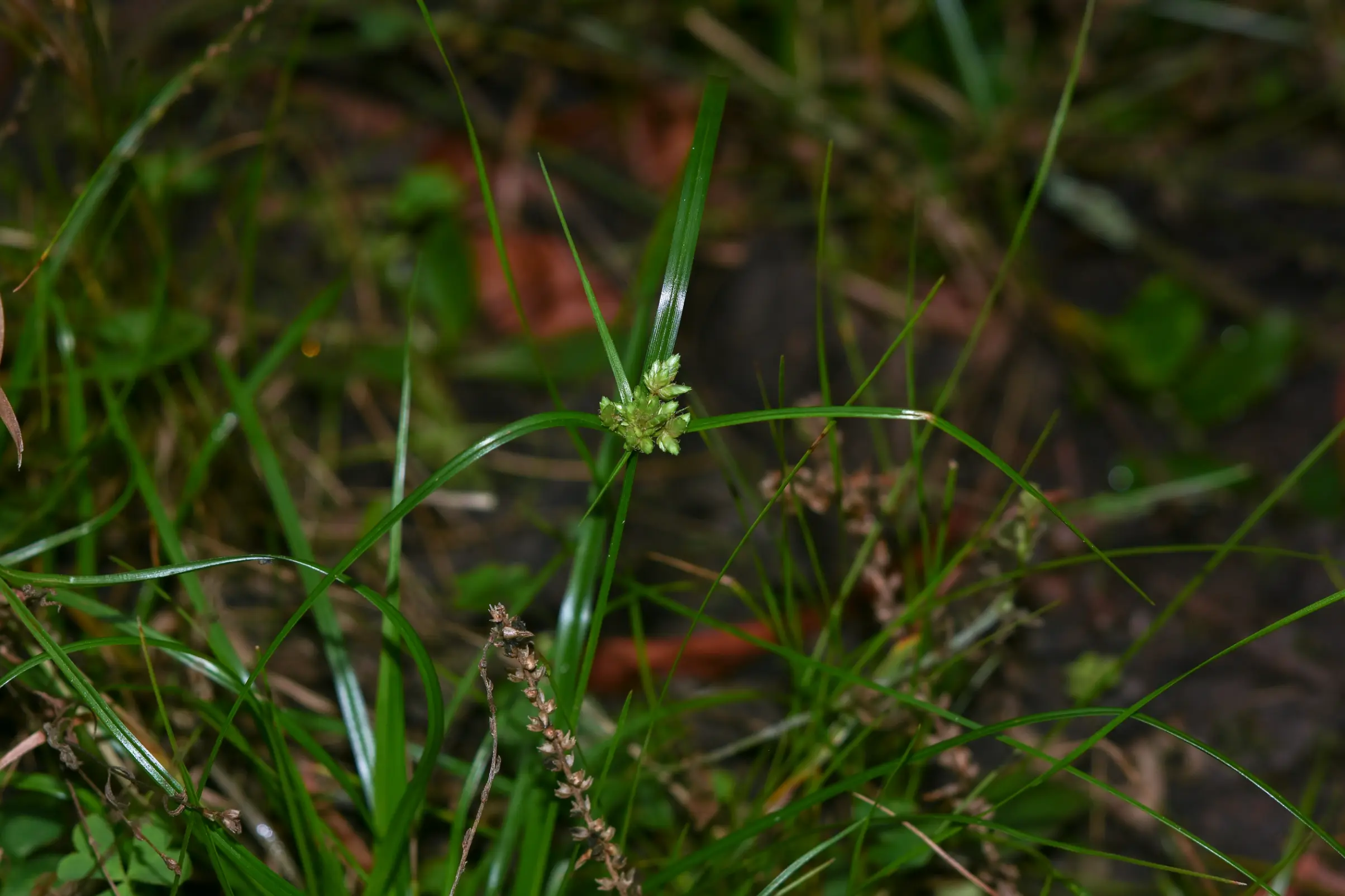 Cyperus felipponei Kük.