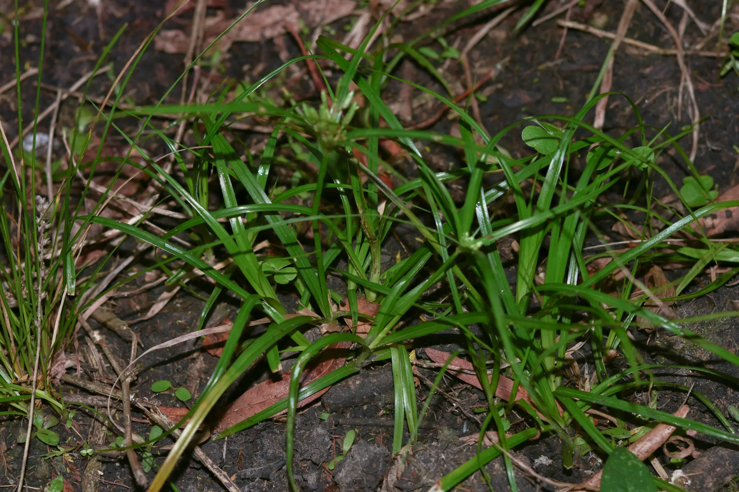 Cyperus felipponei Kük.