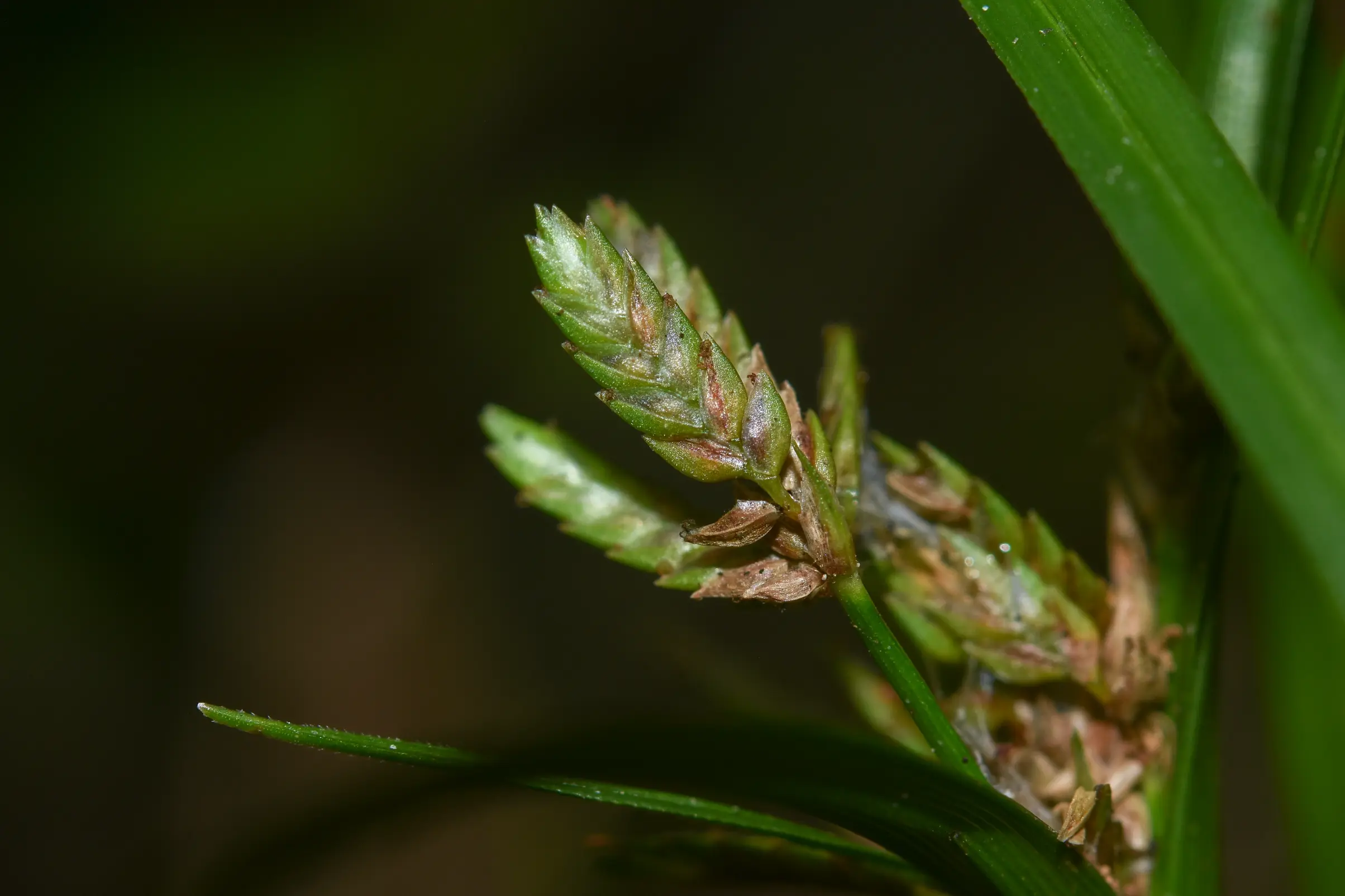 Cyperus felipponei Kük.