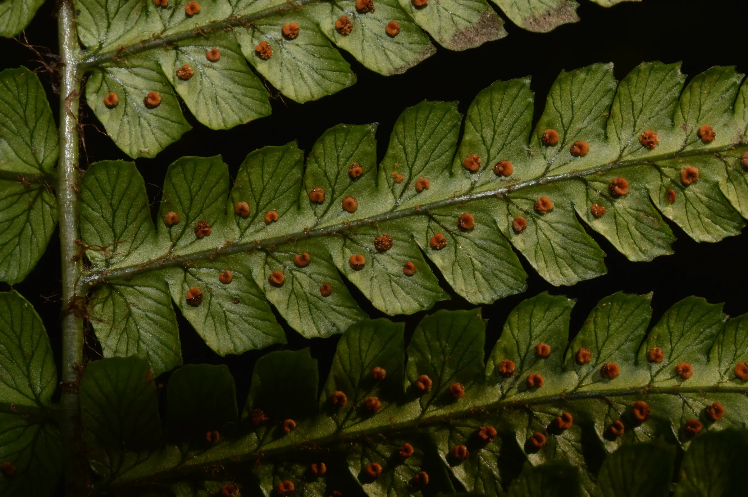 Dryopteris wallichiana (Spreng.) Hyl.