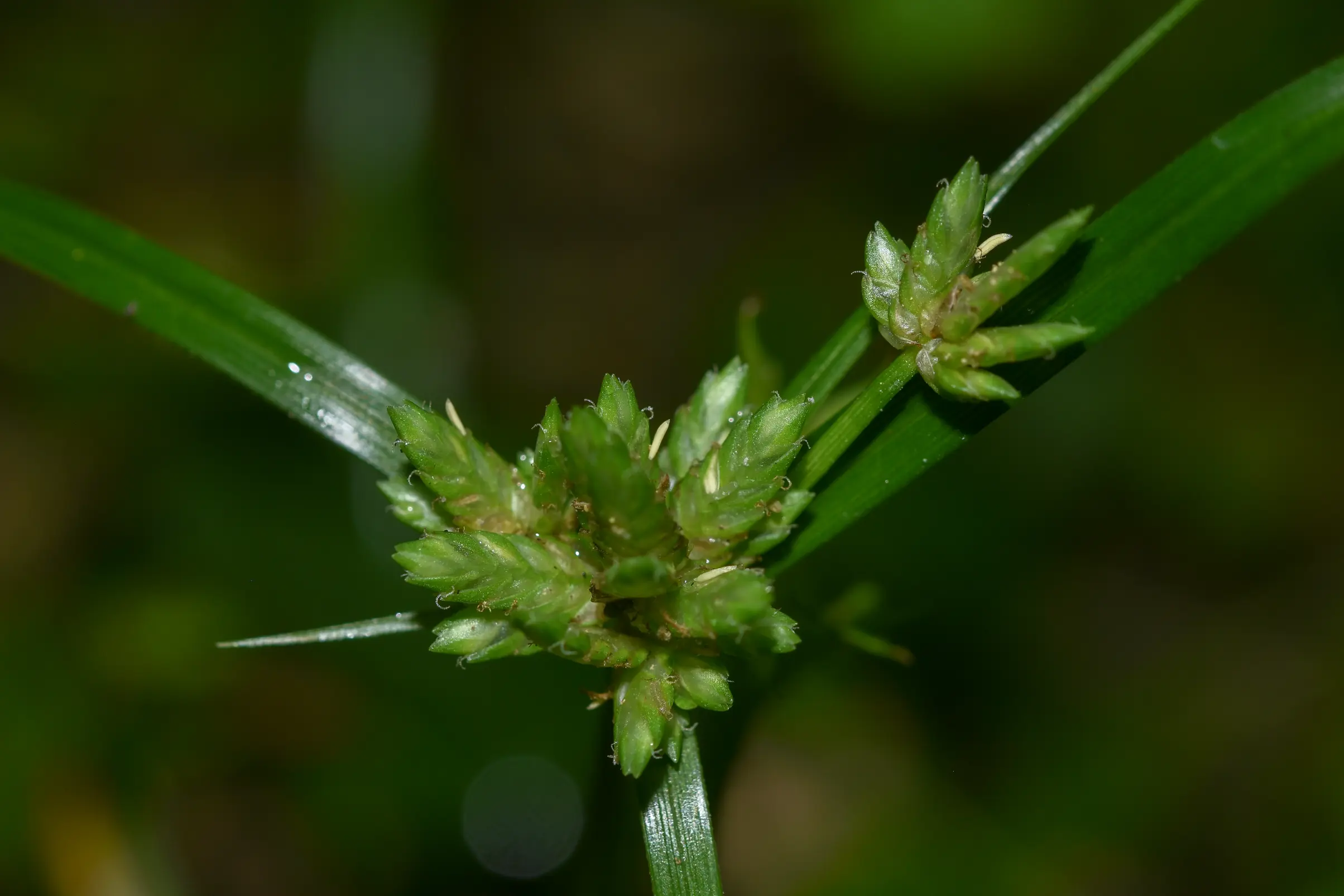 Cyperus felipponei Kük.