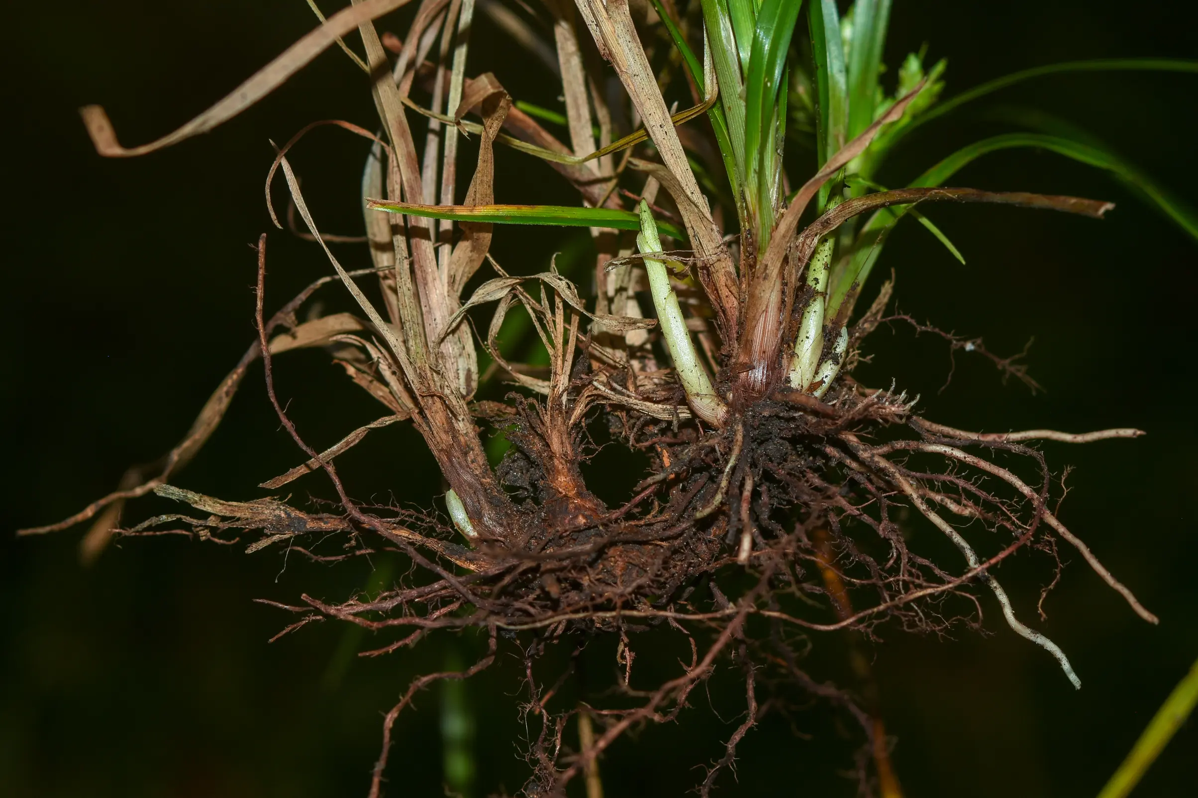 Cyperus felipponei Kük.