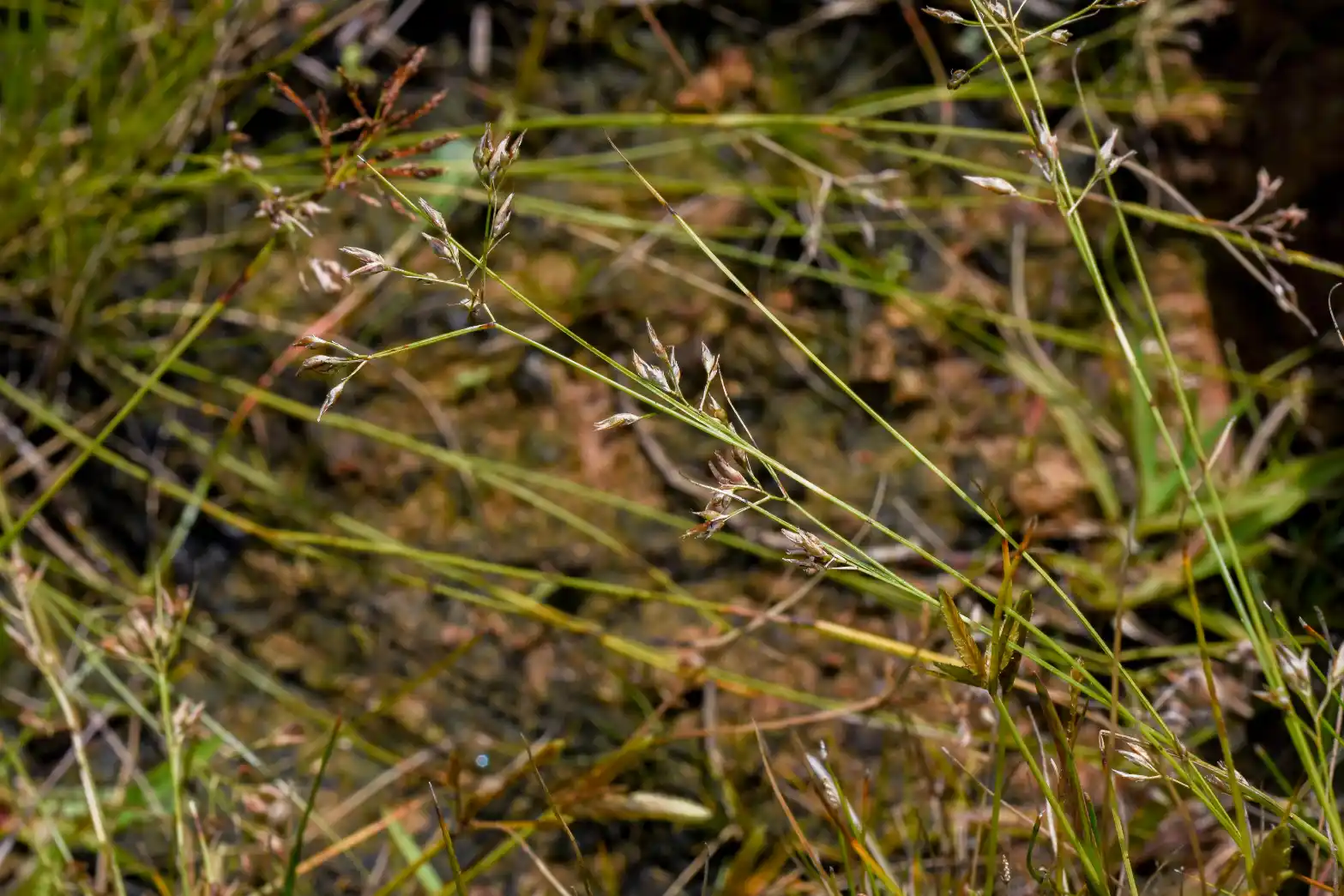 Rhynchospora tenuis Link