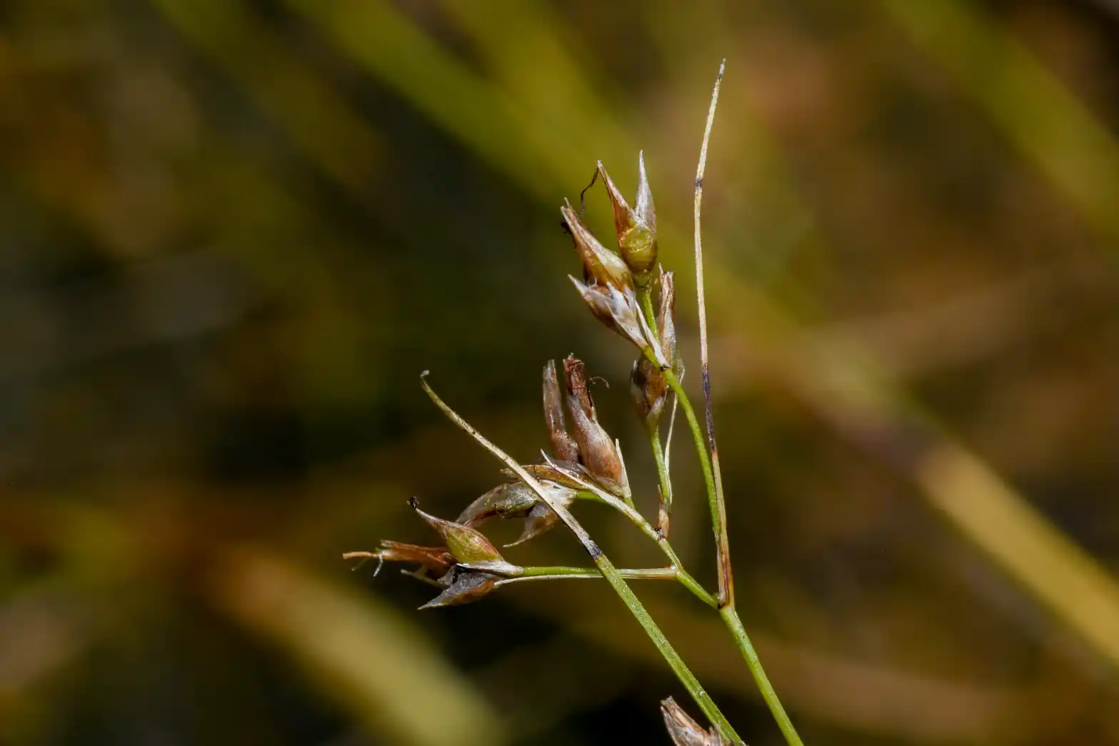 Rhynchospora tenuis Link