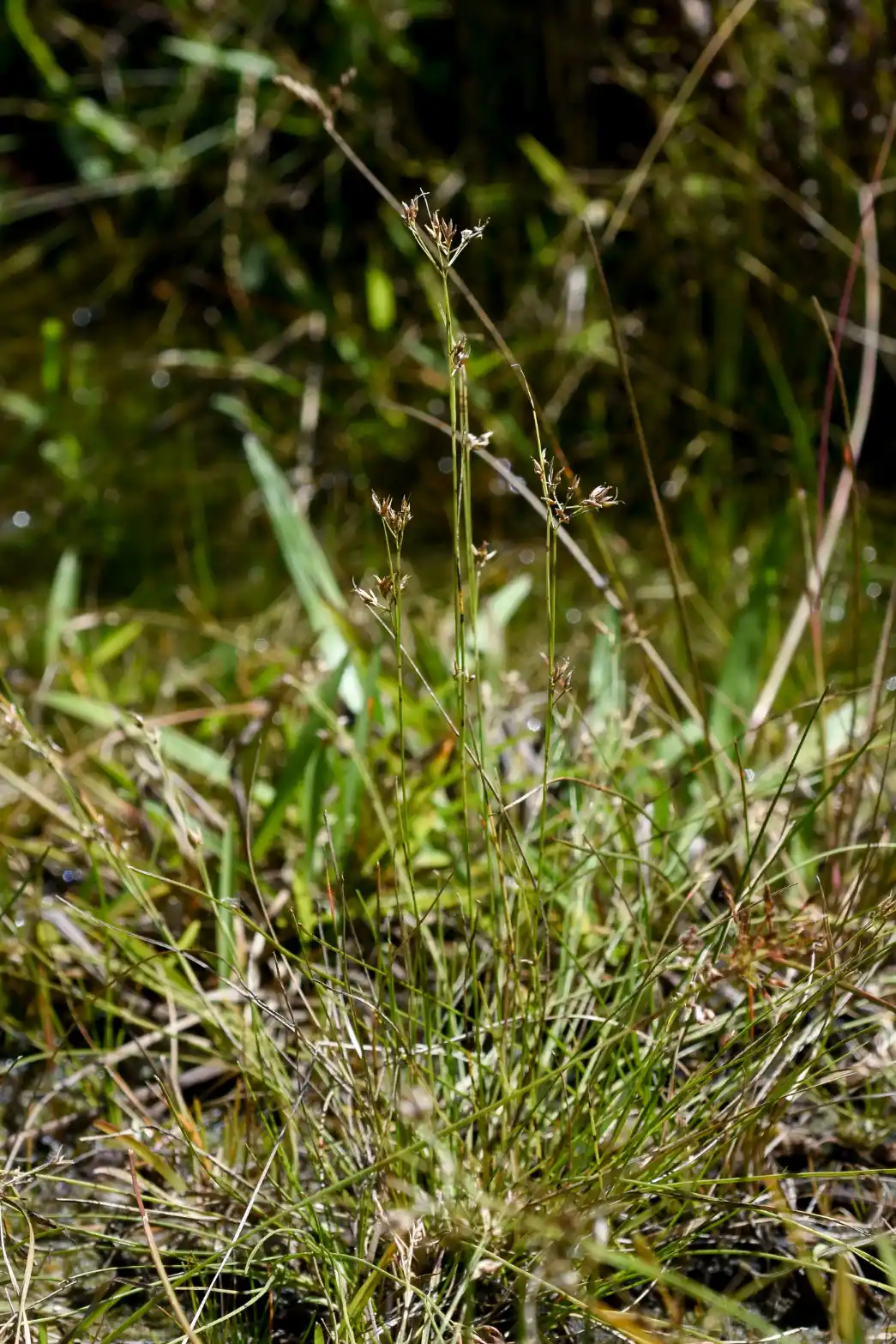 Rhynchospora tenuis Link