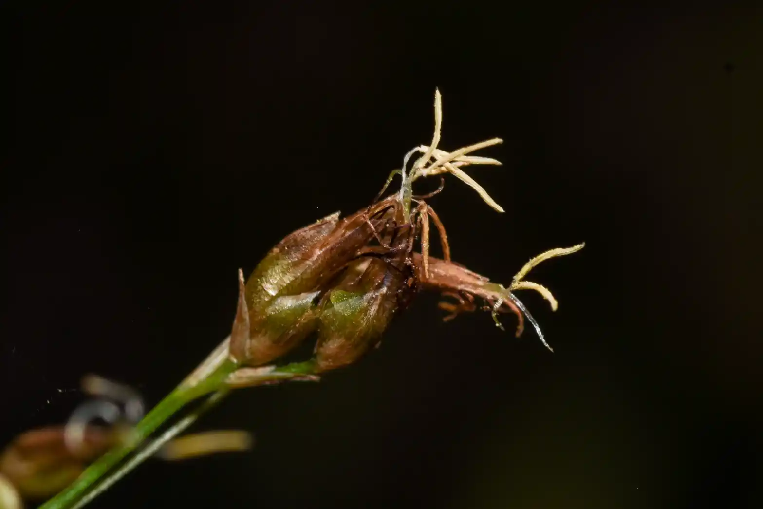 Rhynchospora tenuis Link
