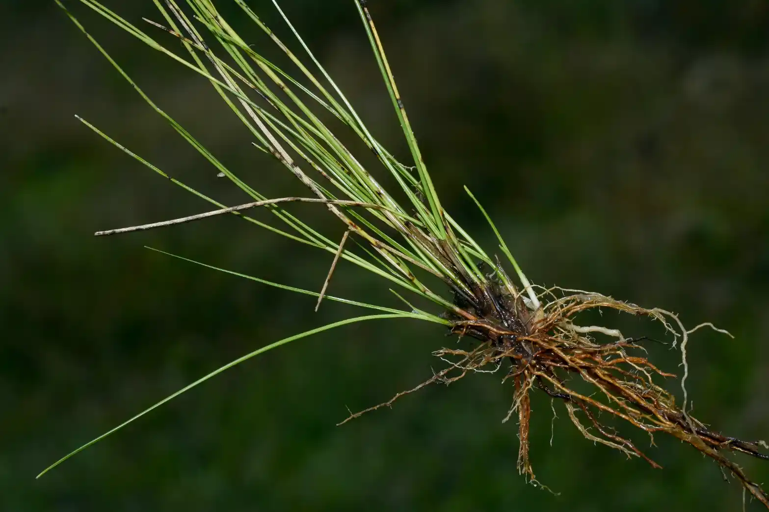 Rhynchospora tenuis Link