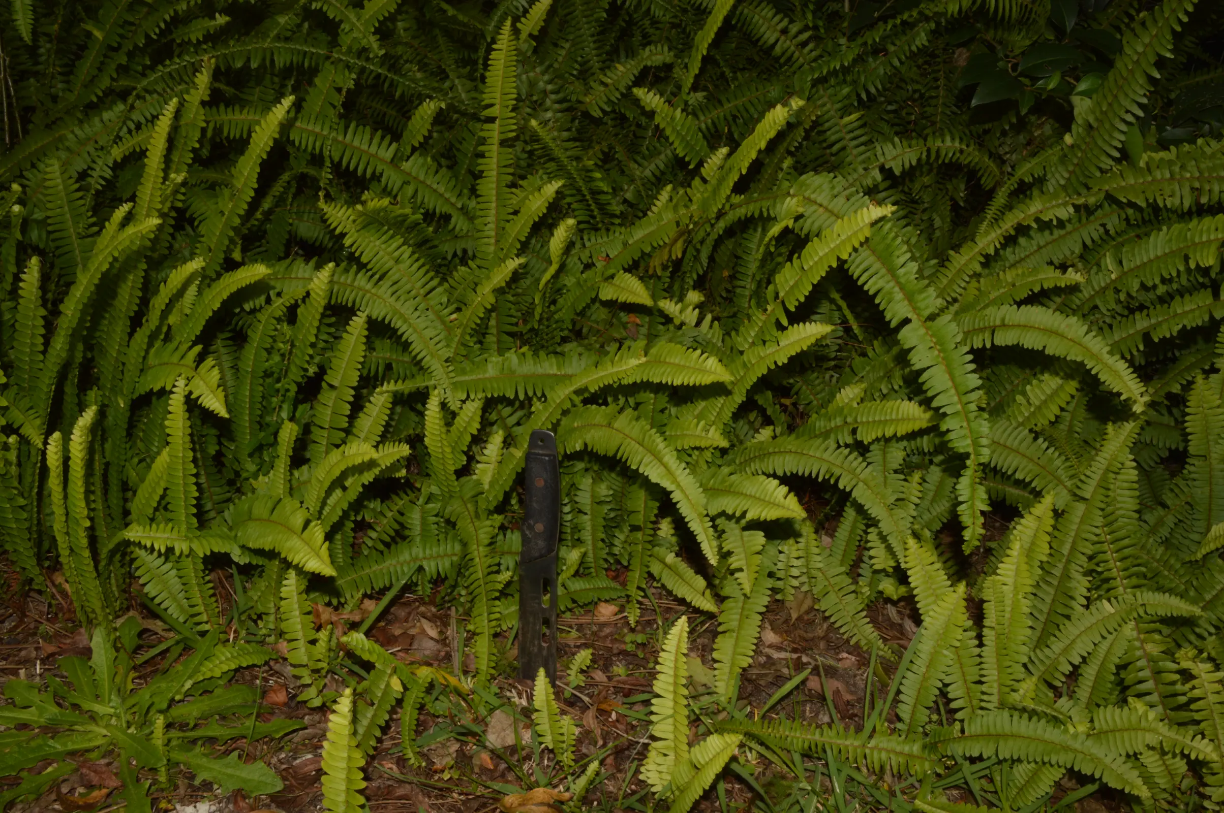 Nephrolepis cordifolia (L.) C.Presl