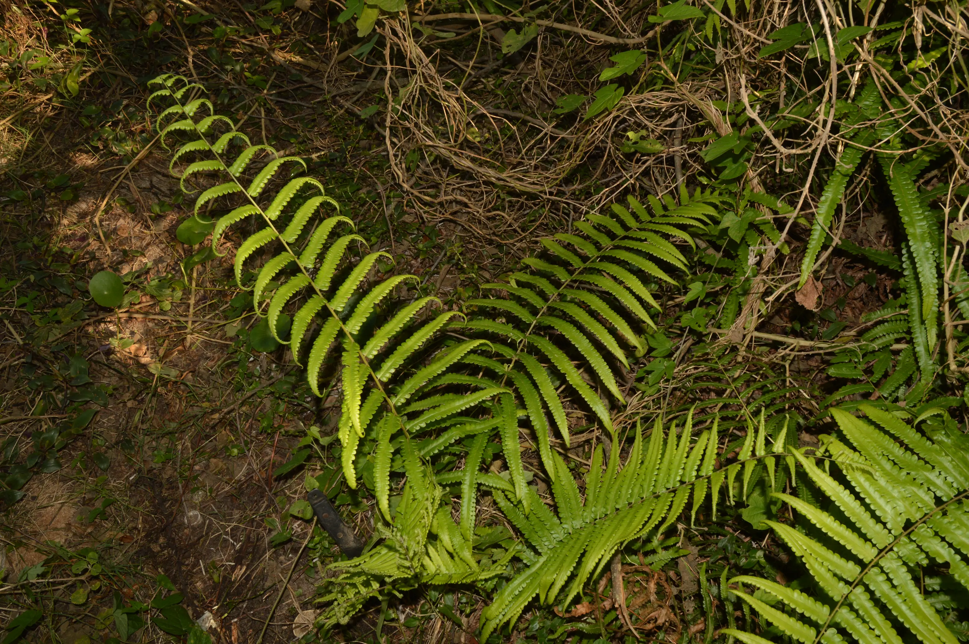 Cyclosorus interruptus (Willd.) H.Ito
