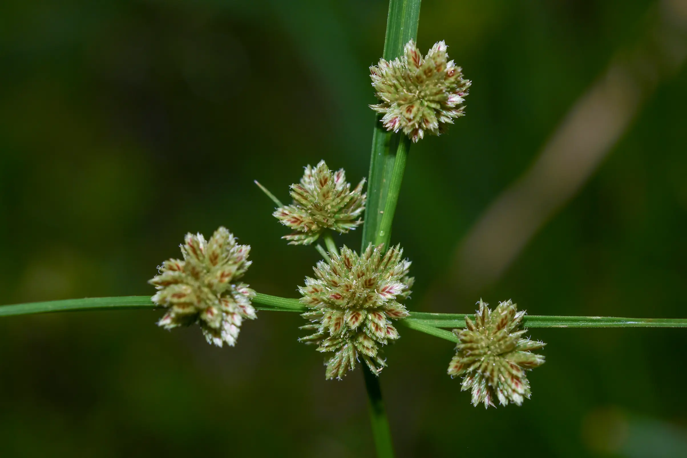 Cyperus fraternus Kunth