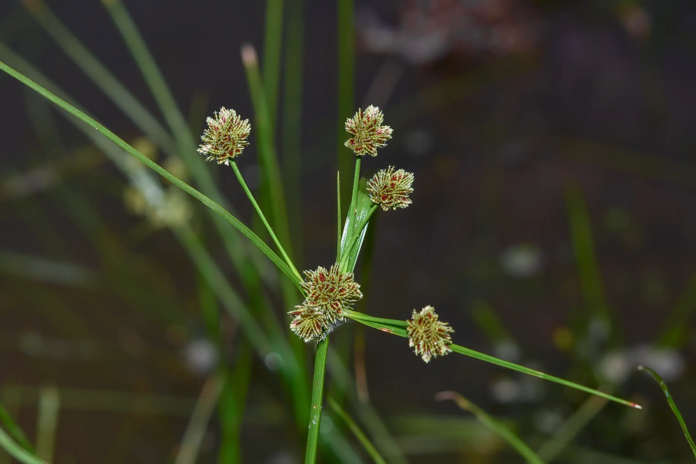 Cyperus fraternus Kunth