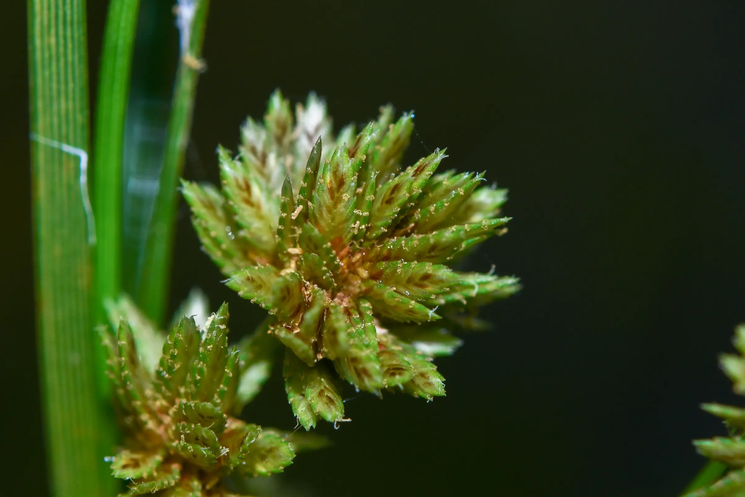 Cyperus fraternus Kunth