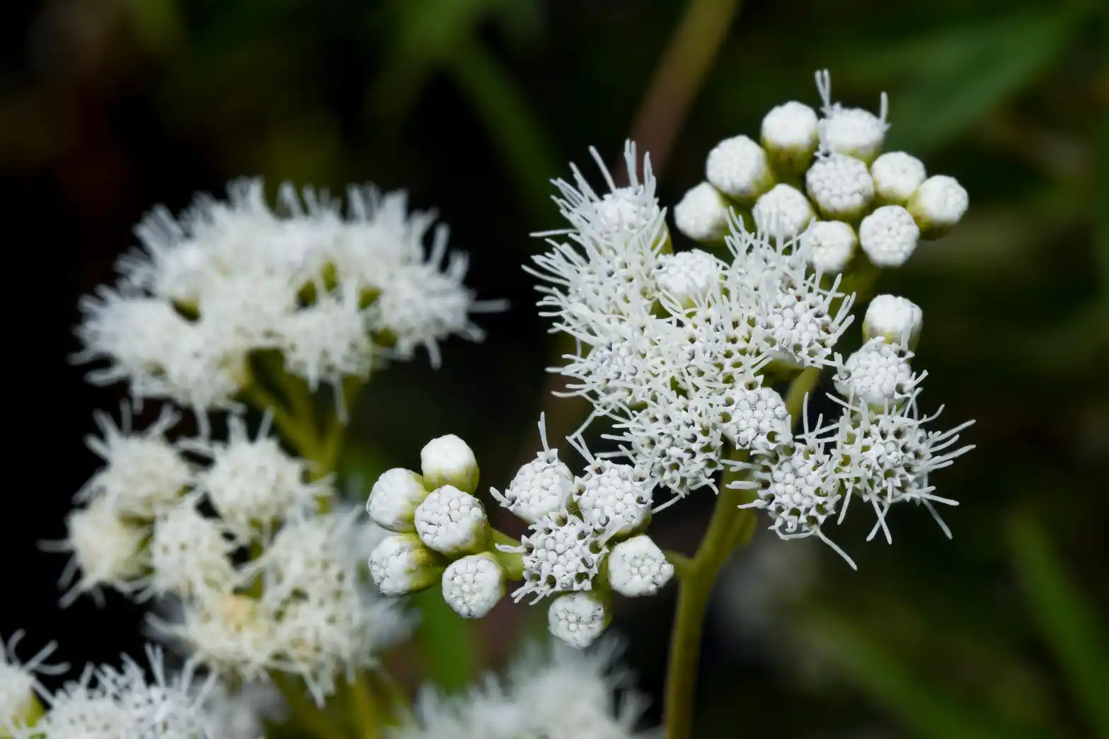 Austroeupatorium laetevirens (Hook. & Arn.) R.M.King & H.Rob.