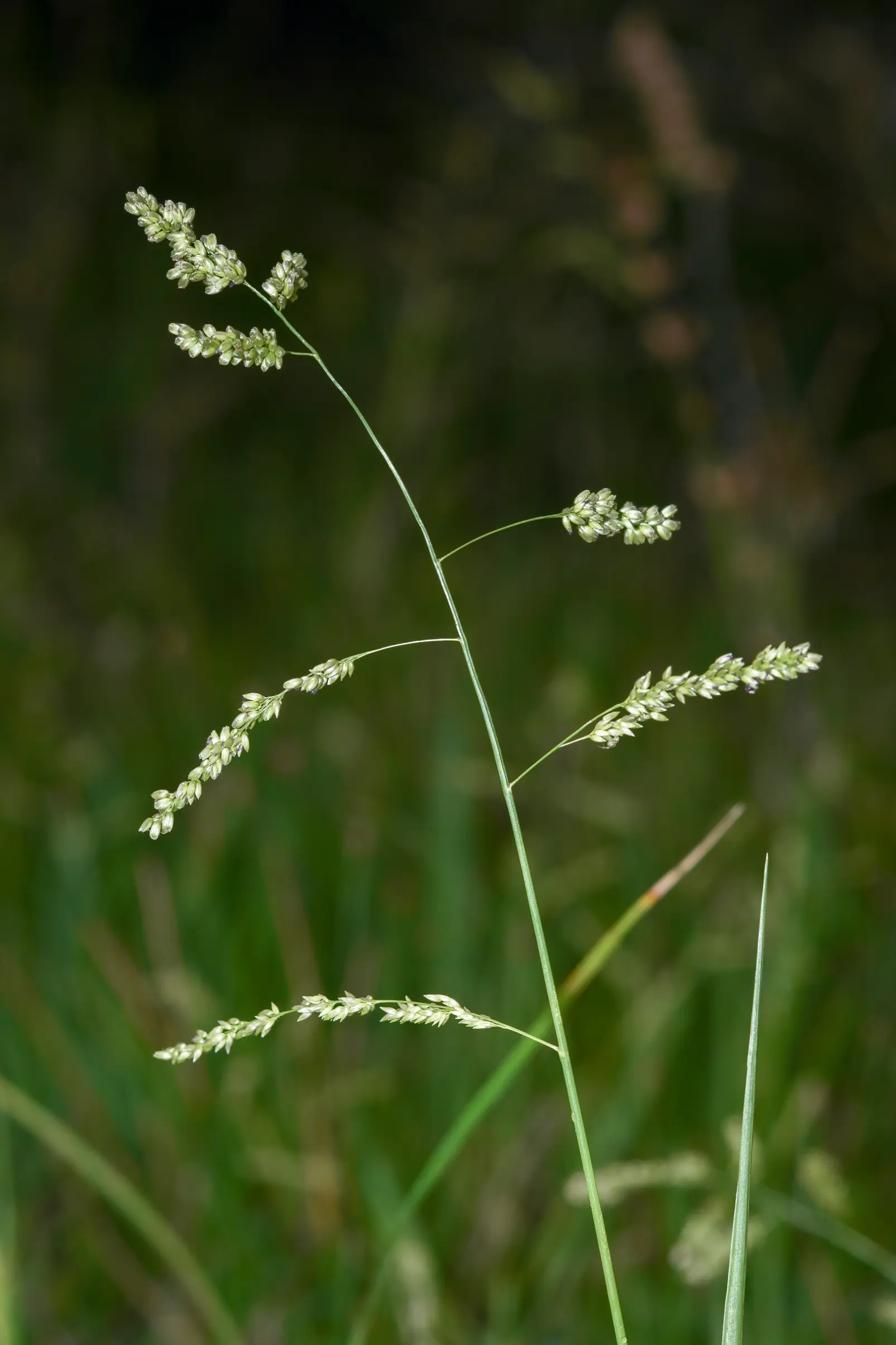 Steinchisma hians (Elliott) Nash