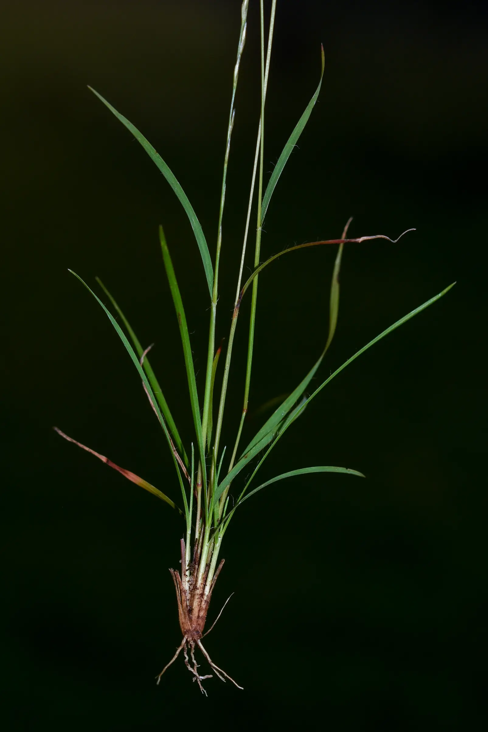 Tripogonella spicata (Nees) P.M.Peterson & Romasch.