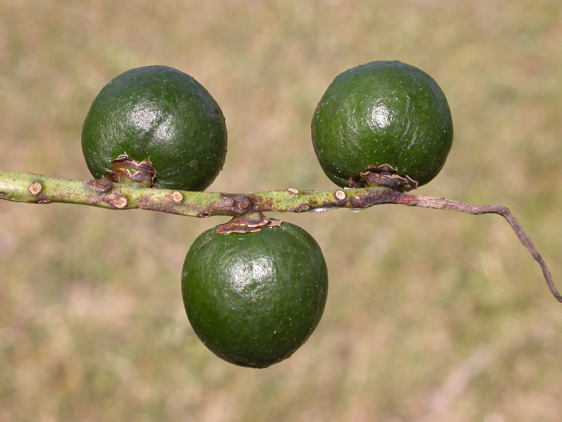 Trithrinax campestris (Burmeist.) Drude & Griseb.