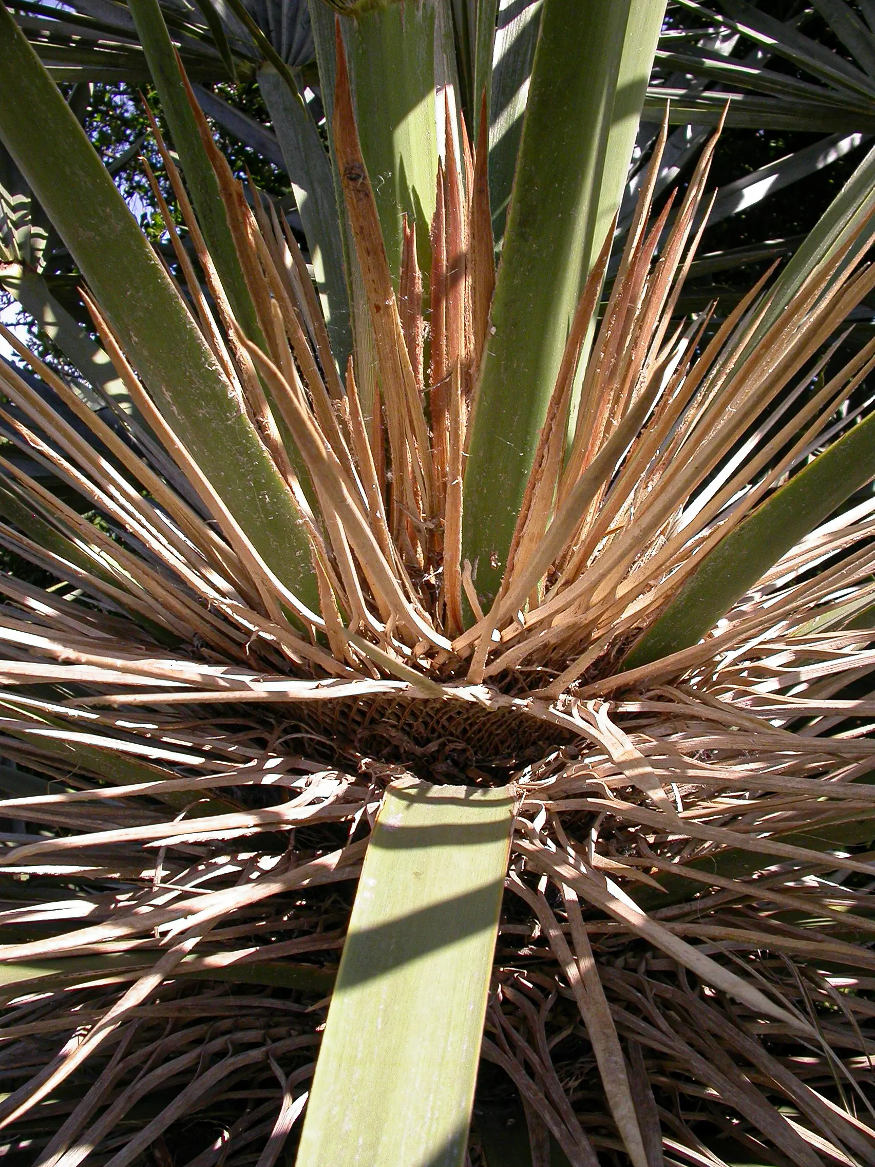 Trithrinax campestris (Burmeist.) Drude & Griseb.