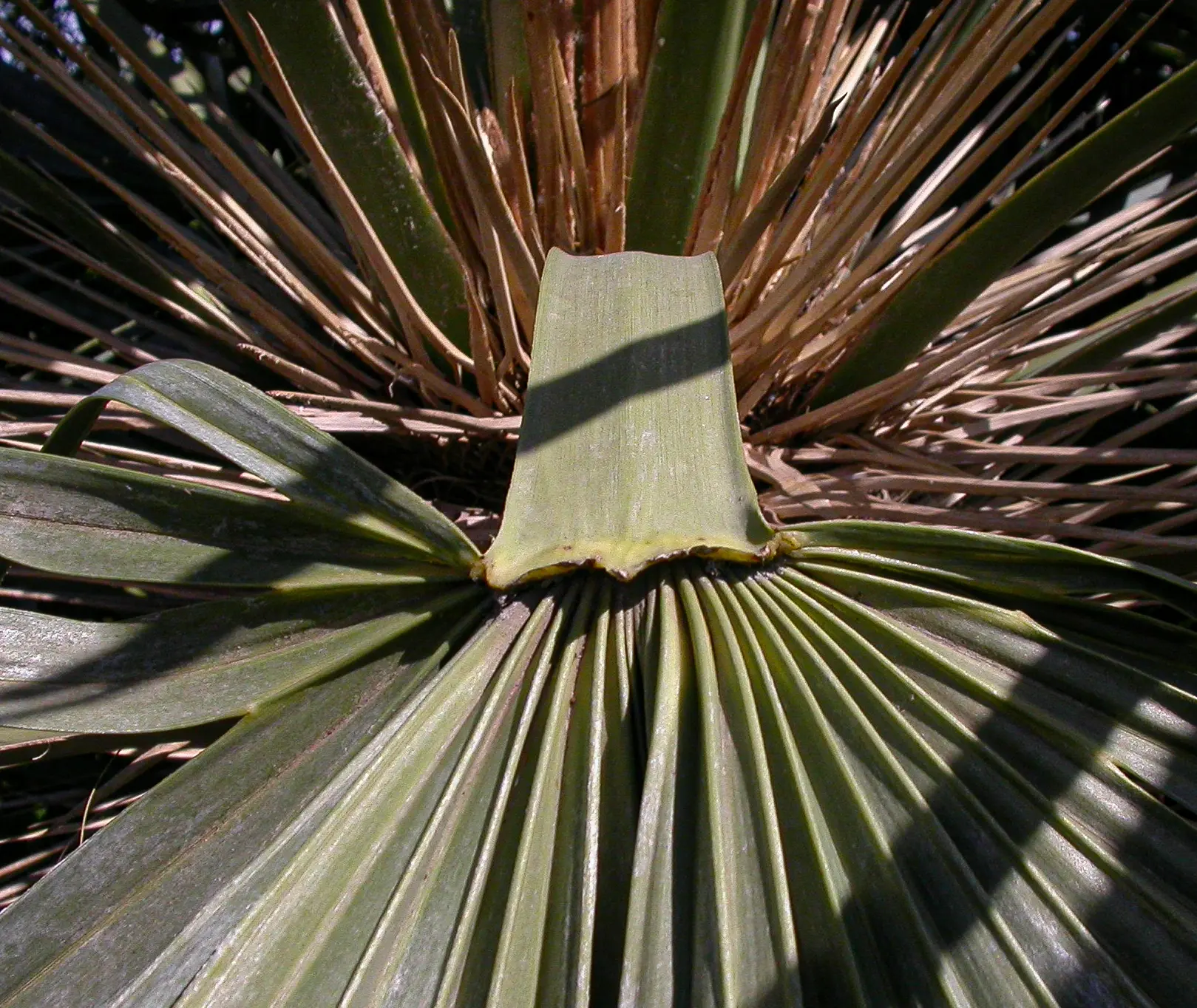 Trithrinax campestris (Burmeist.) Drude & Griseb.