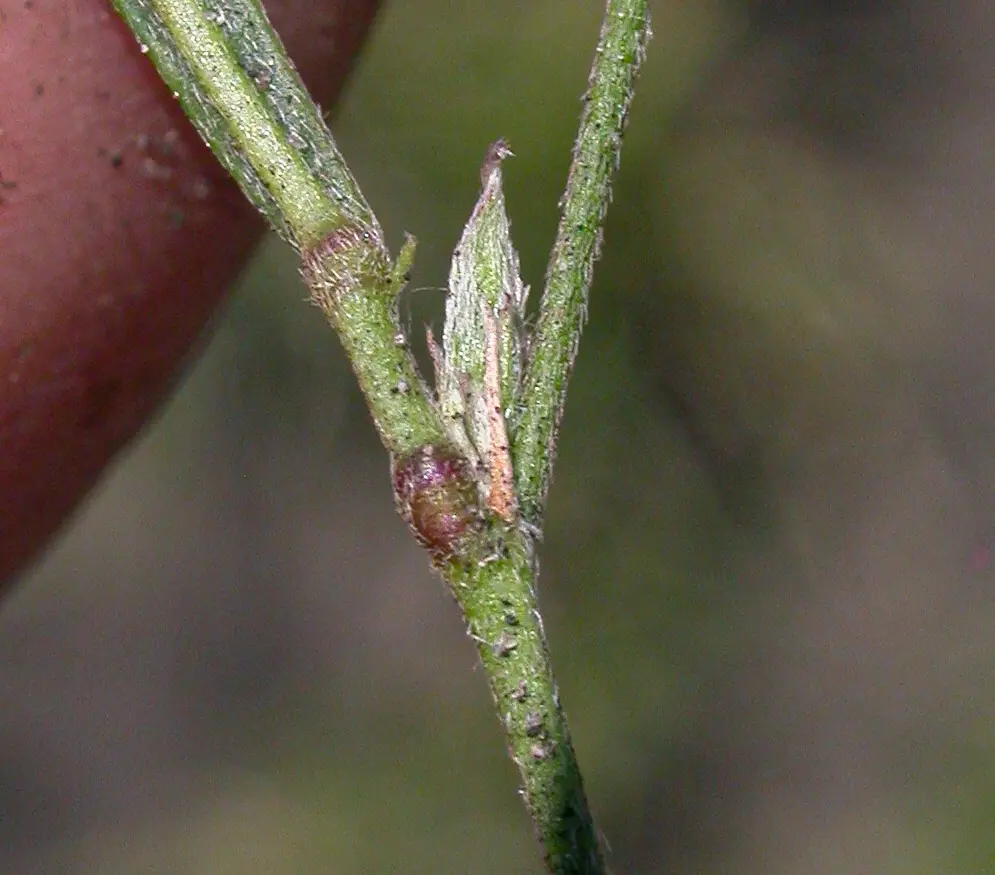 Nanogalactia heterophylla (Gillies ex Hook.) L.P.Queiroz