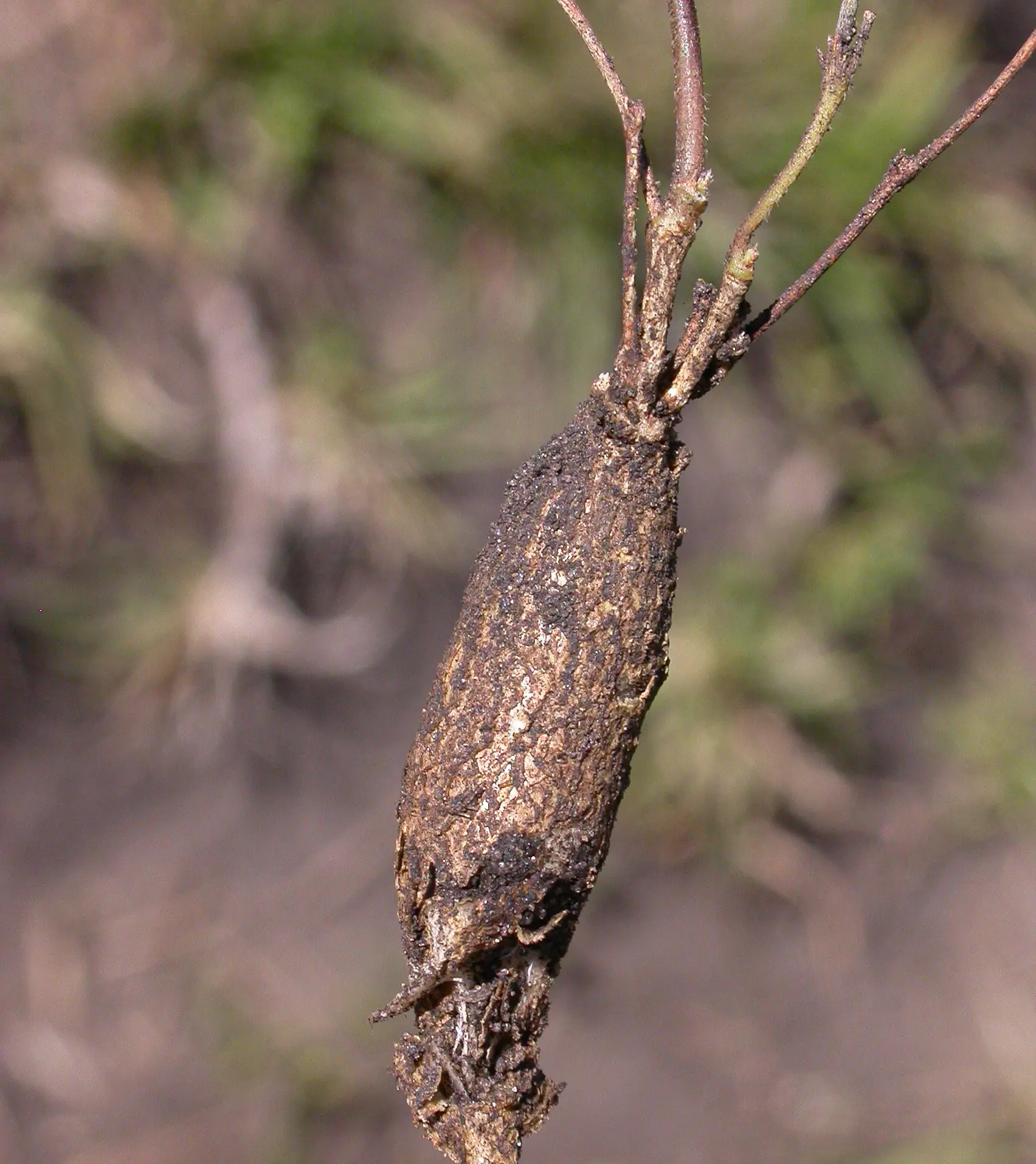 Nanogalactia heterophylla (Gillies ex Hook.) L.P.Queiroz