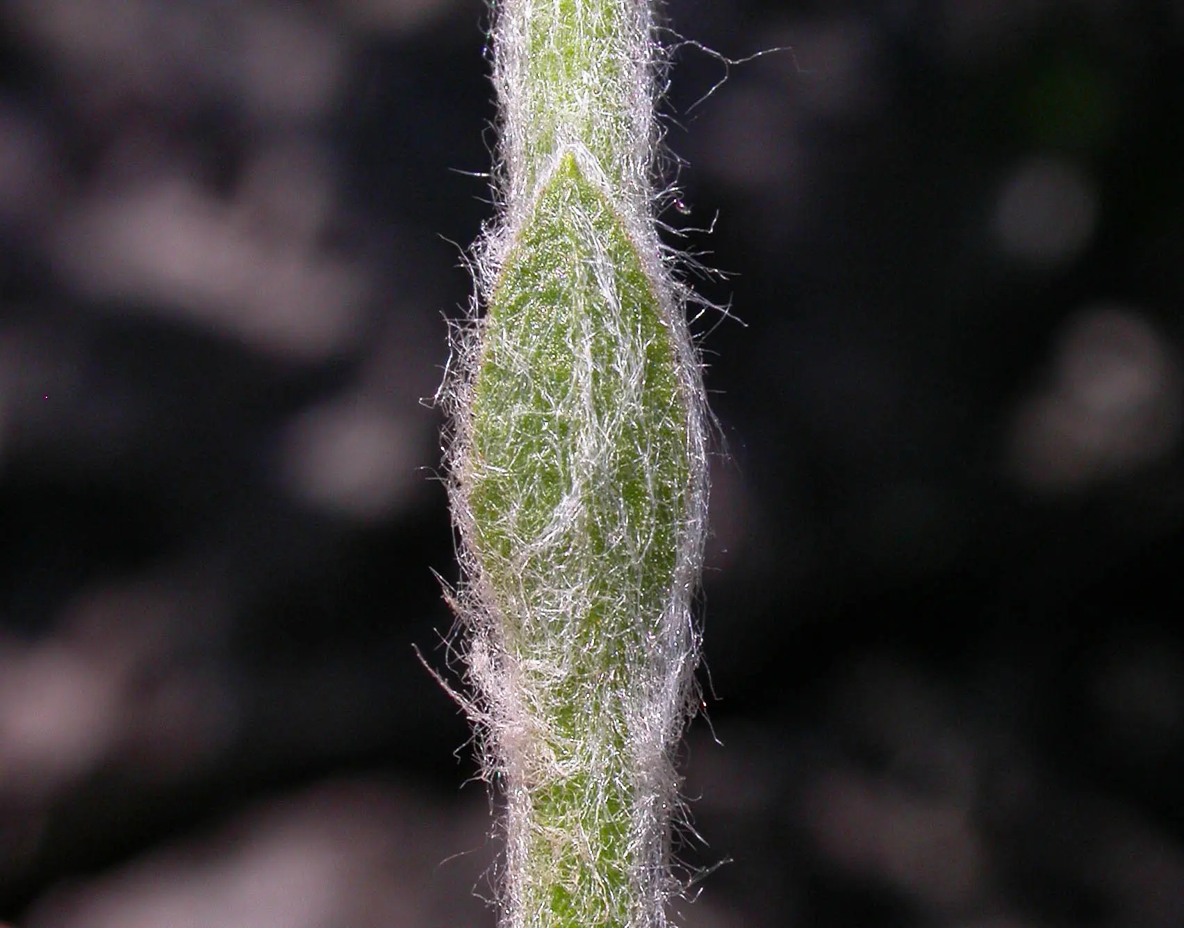 Criscia stricta (Spreng.) Katinas