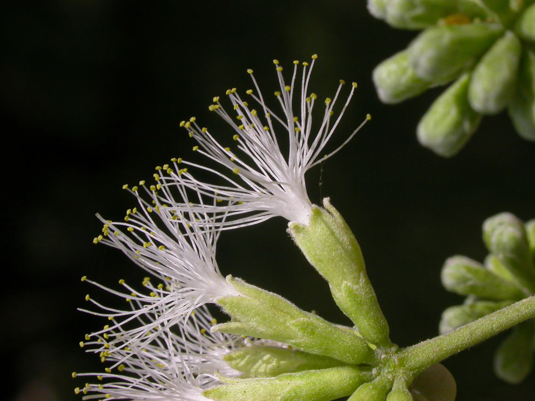 Enterolobium contortisiliquum (Vell.) Morong