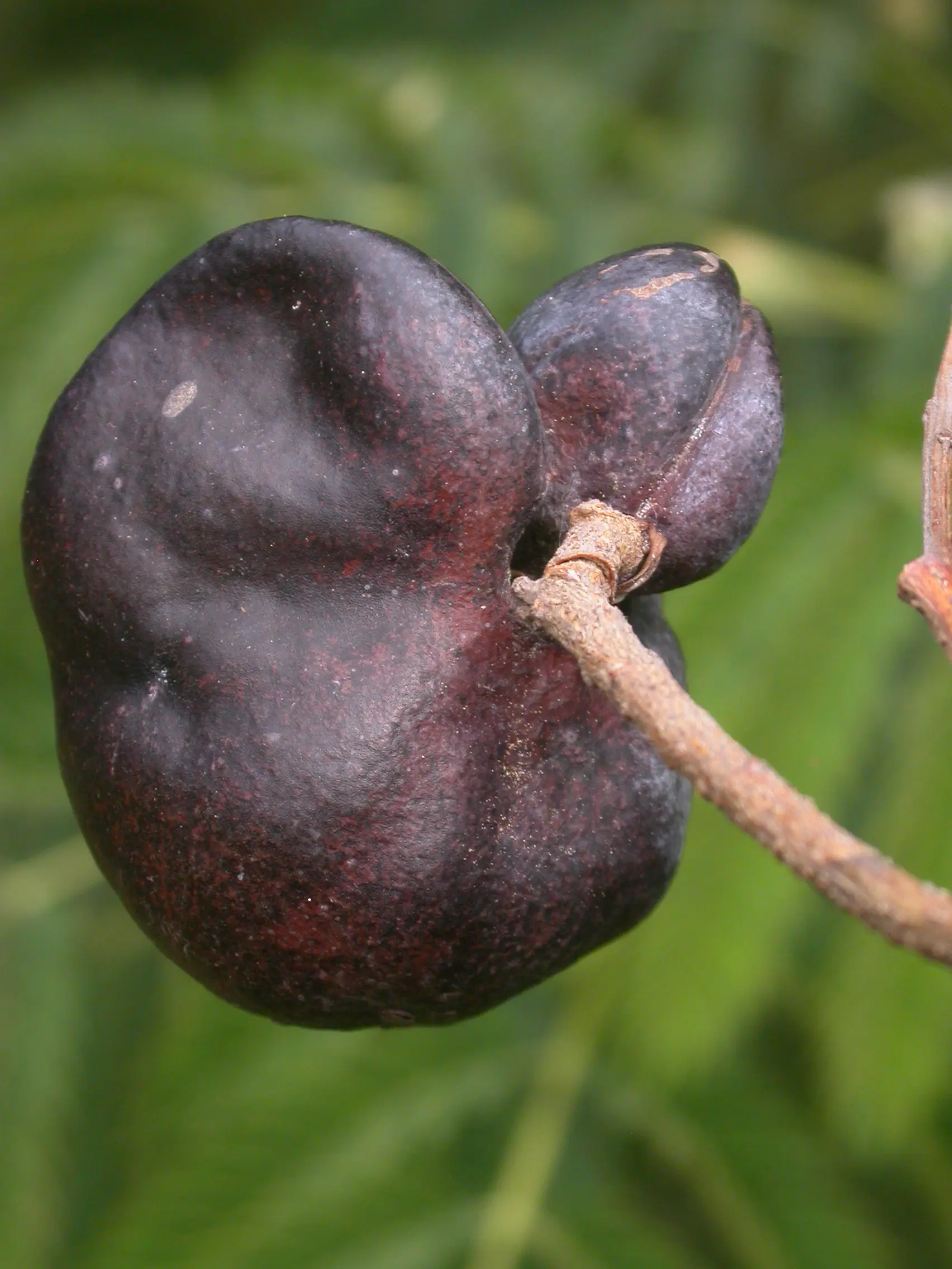 Enterolobium contortisiliquum (Vell.) Morong