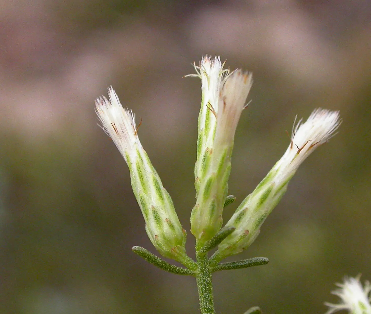 Baccharis linearifolia (Lam.) Pers.