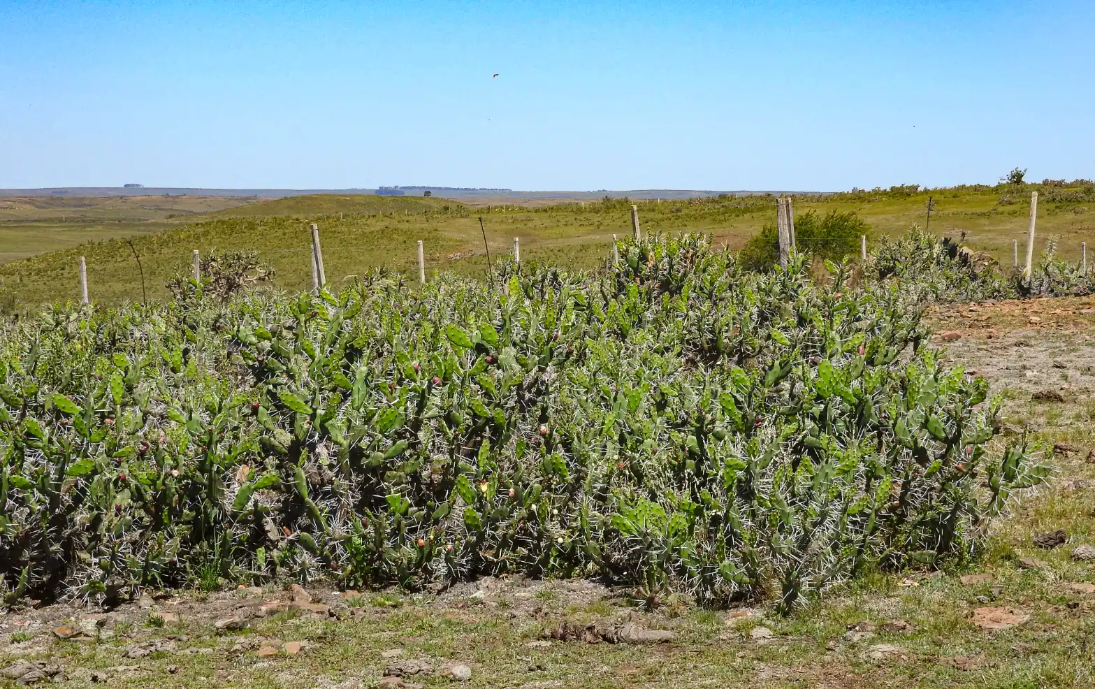 Opuntia elata Salm-Dyck