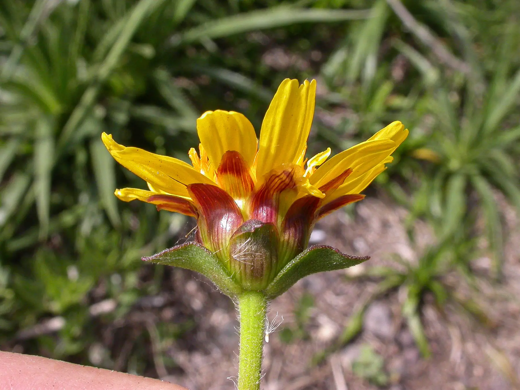 Calea uniflora Less.