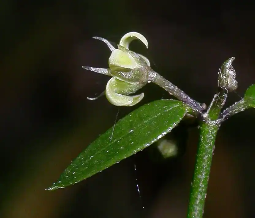 Orthosia virgata (Poir.) E.Fourn.