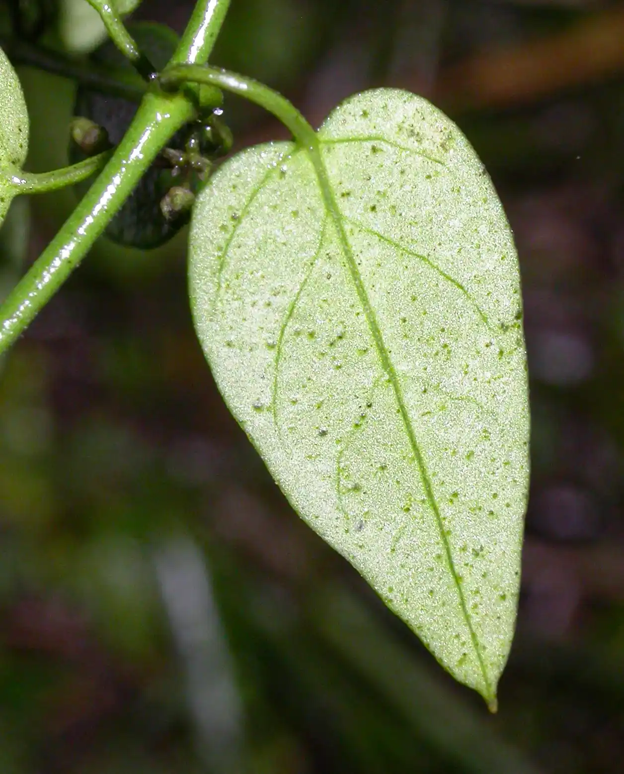 Orthosia virgata (Poir.) E.Fourn.