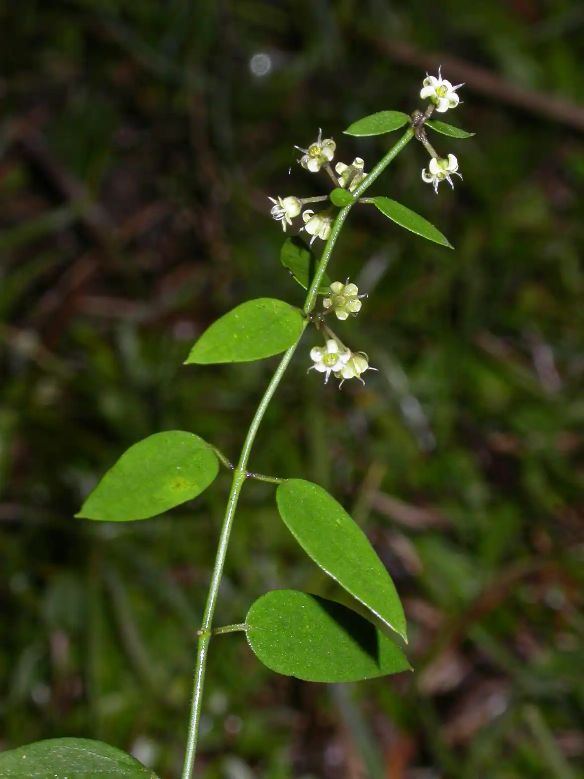 Orthosia virgata (Poir.) E.Fourn.