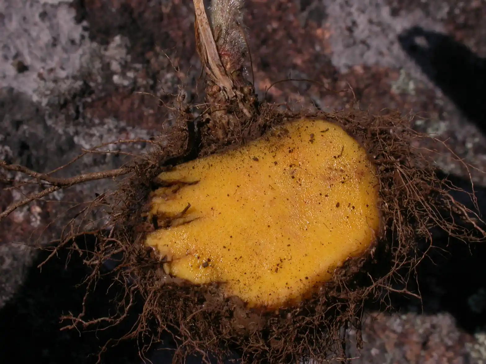 Sinningia allagophylla (Mart.) Wiehler