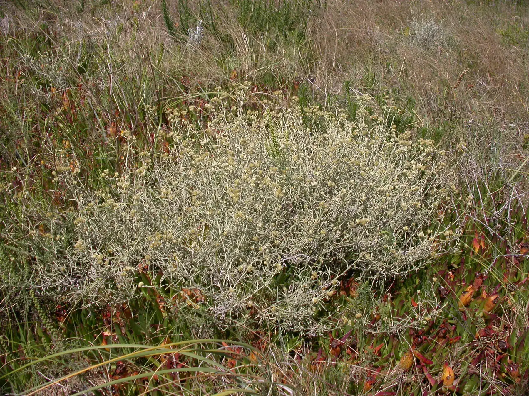 Achyrocline saturejoides (Lam.) DC.