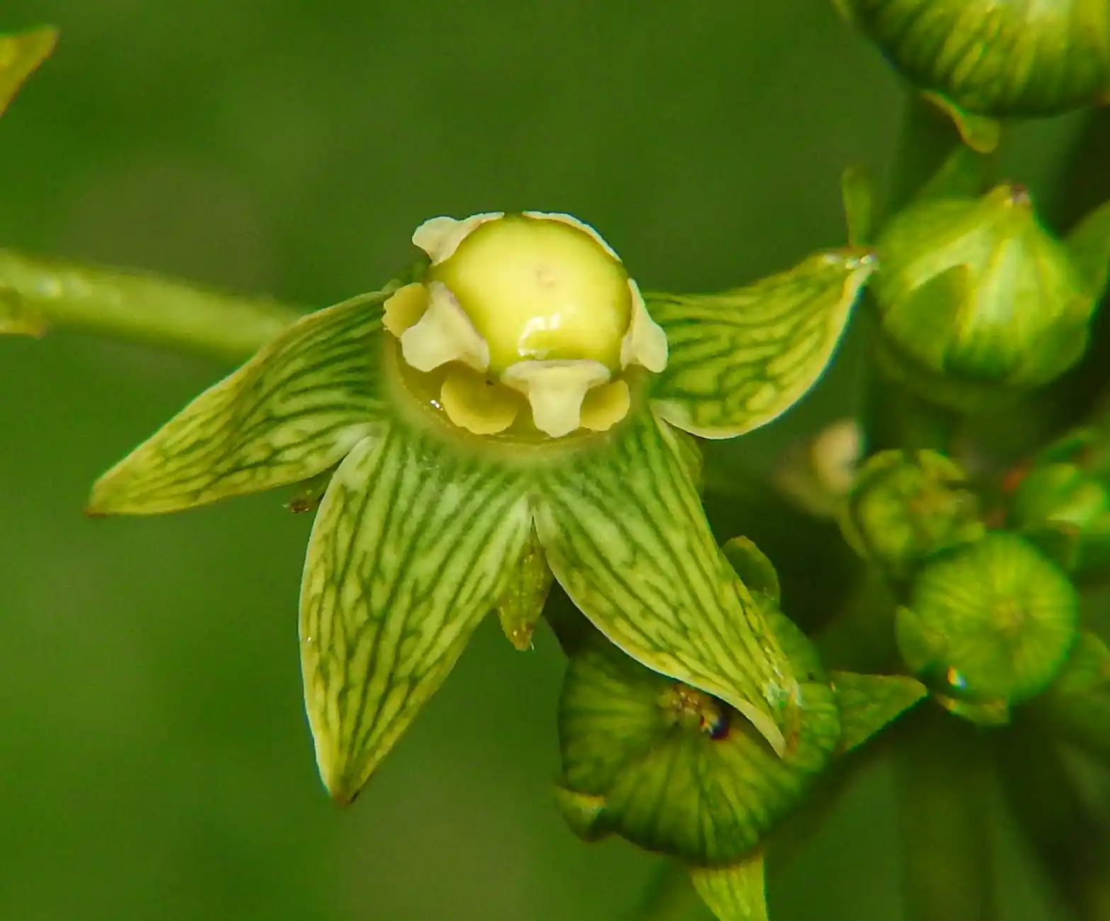 Gonolobus parviflorus Decne.