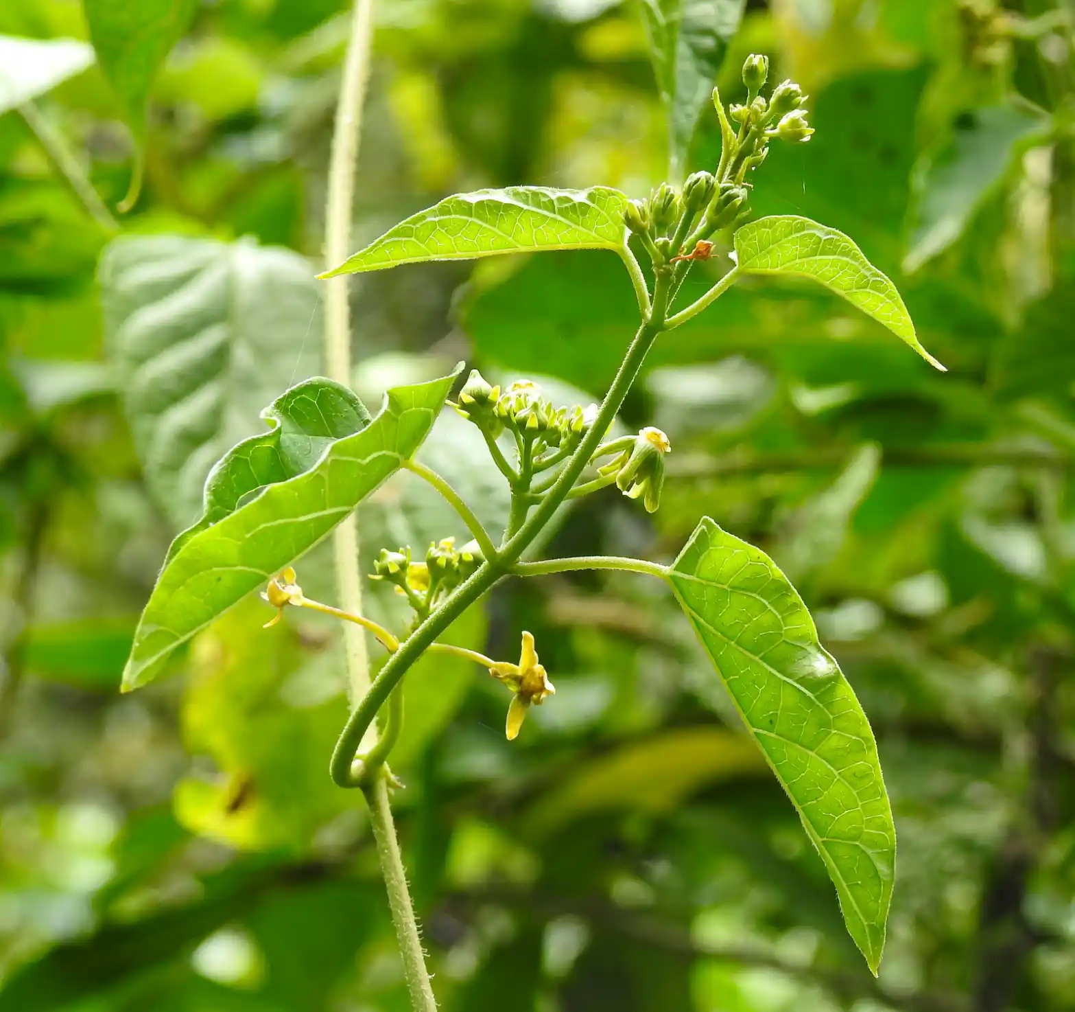 Gonolobus parviflorus Decne.