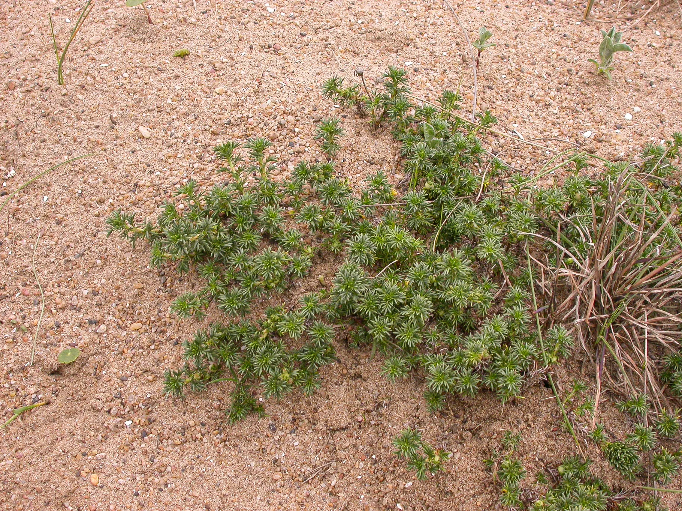 Margyricarpus pinnatus (Lam.) Kuntze