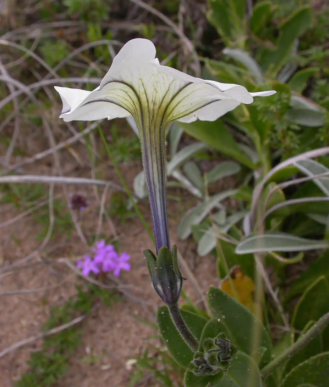 Petunia axillaris subsp. axillaris