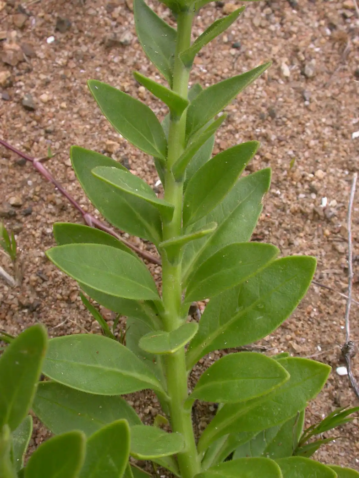 Petunia axillaris subsp. axillaris