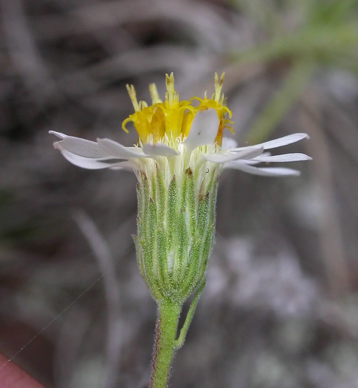 Sommerfeltia cabrerae Chebat.