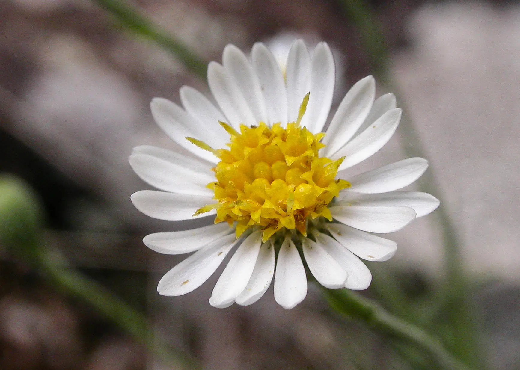 Sommerfeltia cabrerae Chebat.