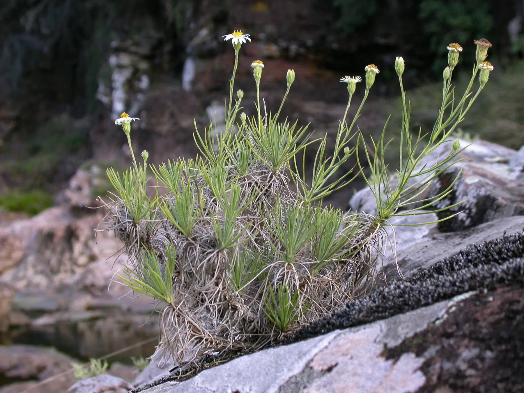 Sommerfeltia cabrerae Chebat.