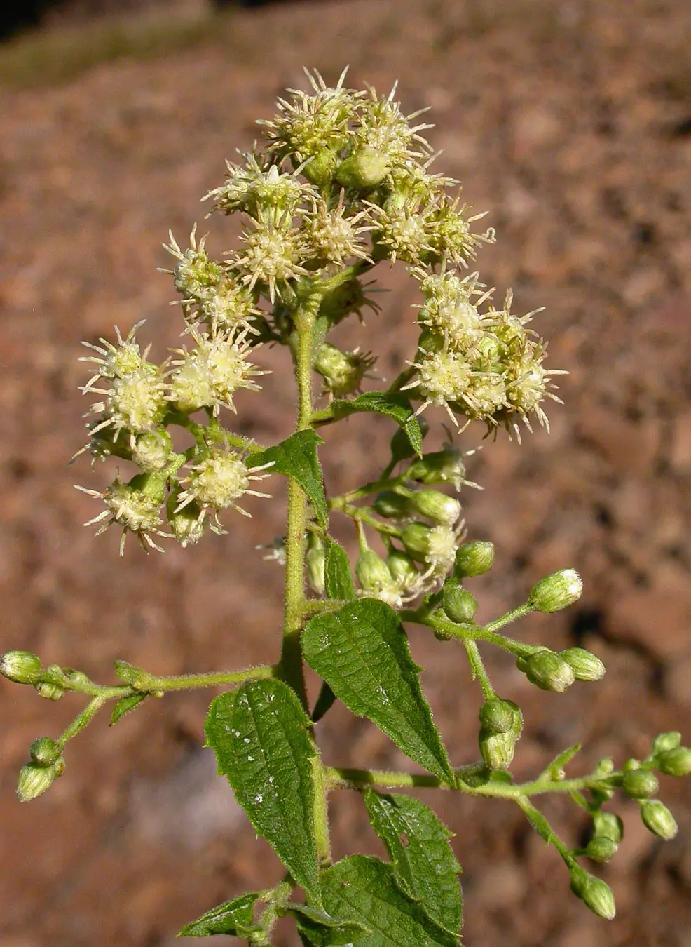 Baccharis anomala DC.
