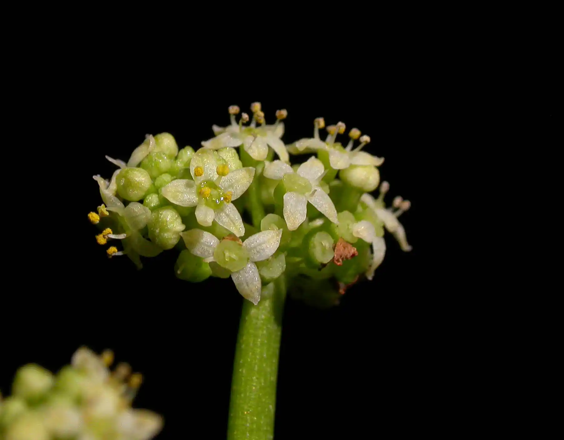 Hydrocotyle bonariensis Lam.